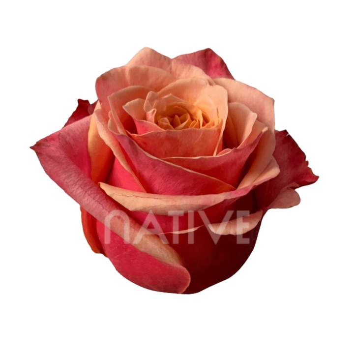 Cherry Brandy Roses 40 CM