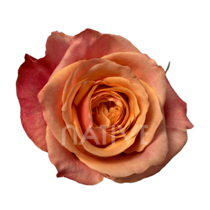 Cherry Brandy Roses 40 CM