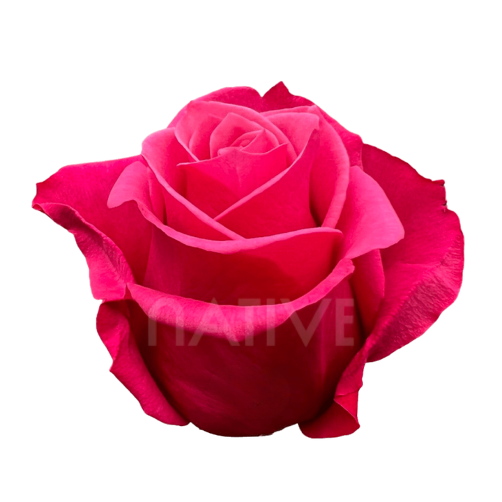 Cherry O! Roses 40 CM