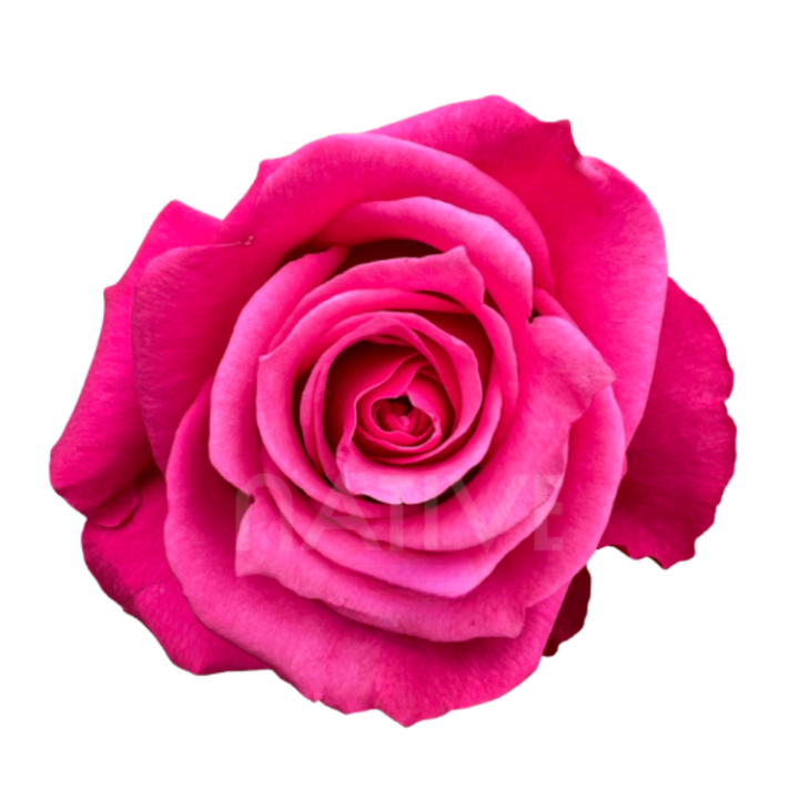 Cherry O! Roses 40 CM