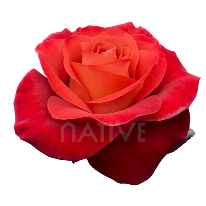 Coffee Break Roses 40 CM