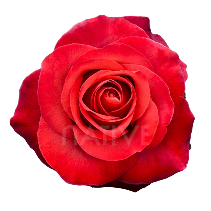 Coffee Break Roses 40 CM