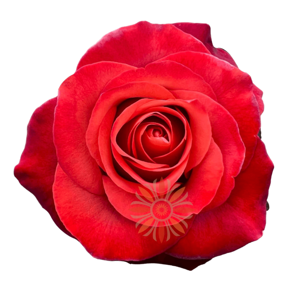 Coffee Break Roses 40 CM