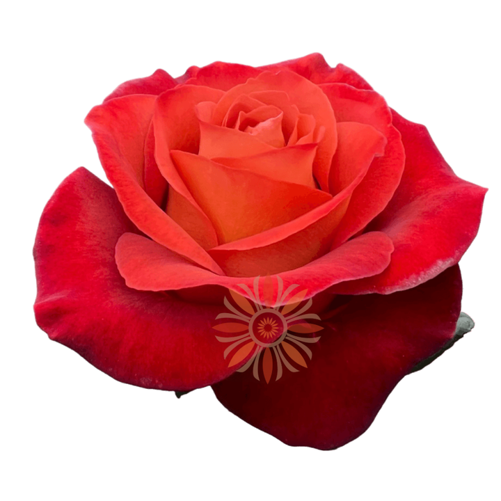 Coffee Break Roses 40 CM