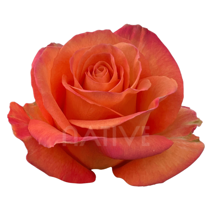 Confidential Roses 40 CM