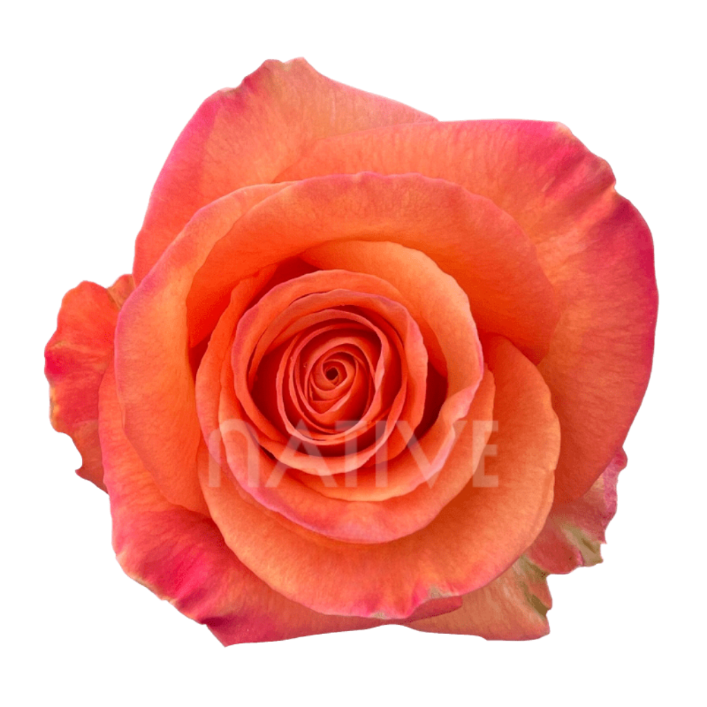 Confidential Roses 40 CM