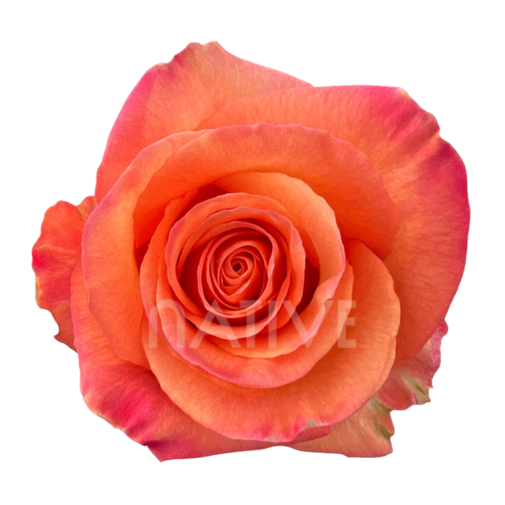 Confidential Roses 40 CM