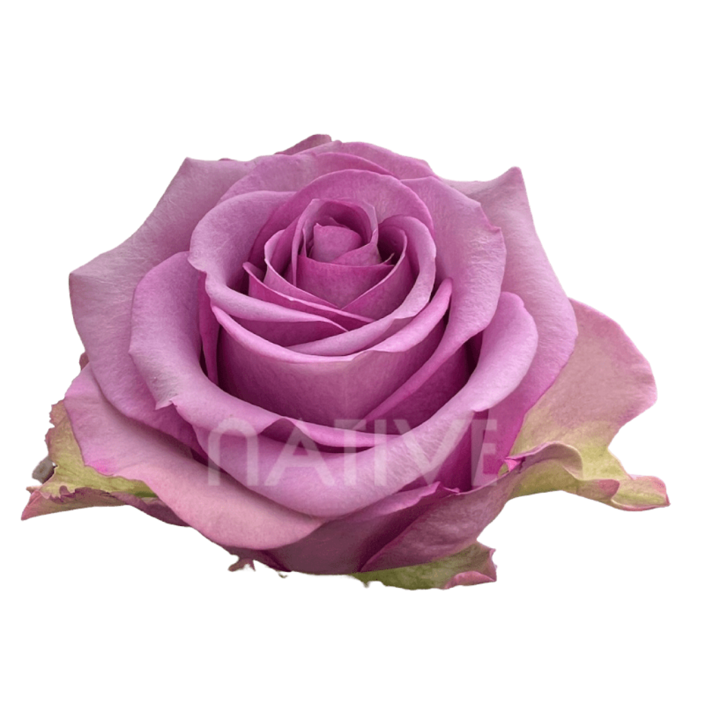 Cool Water Roses 50 CM