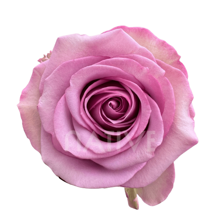 Cool Water Roses 50 CM