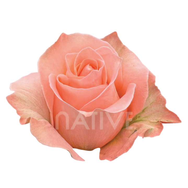 Coral Reef Roses 70 CM