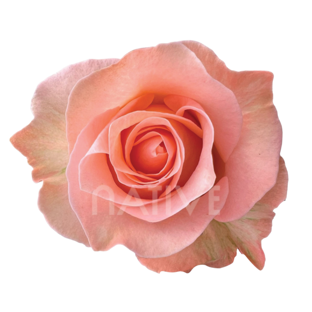 Coral Reef Roses 70 CM