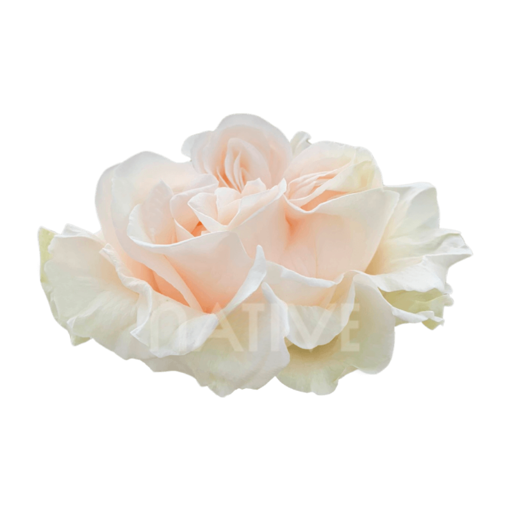 Cotton Xpression Roses 60 CM