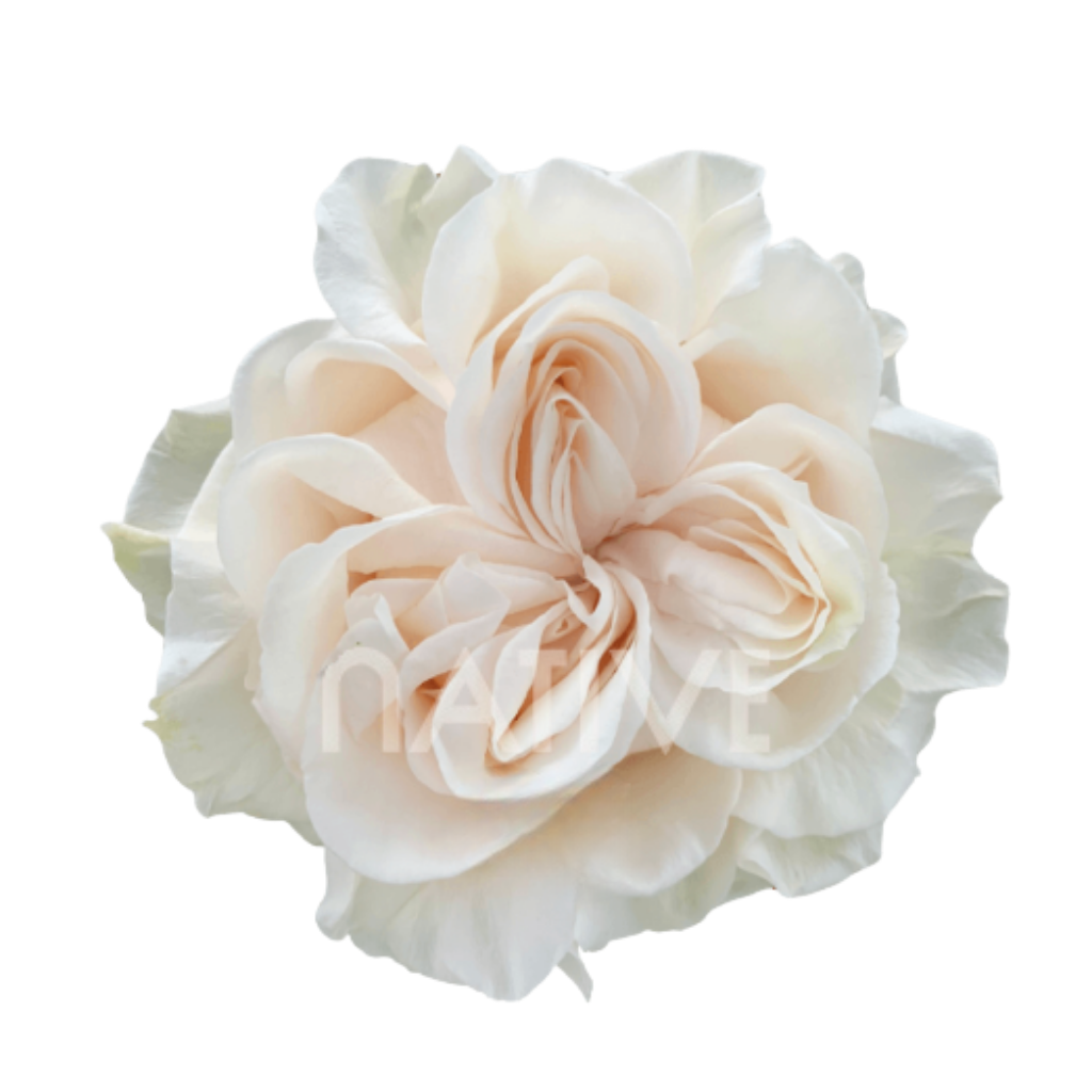 Cotton Xpression Roses 60 CM
