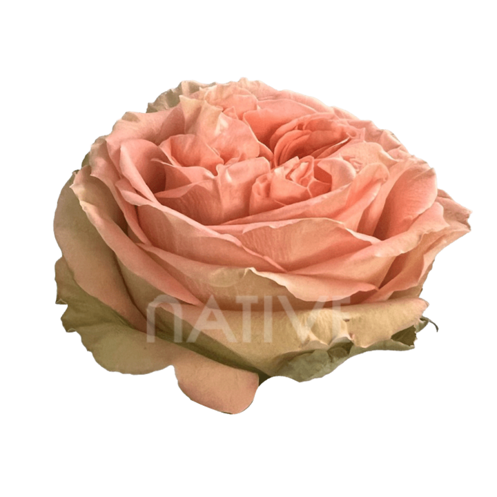 Country Home Roses 80 CM
