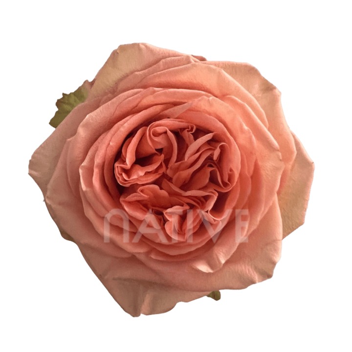 Country Home Roses 80 CM
