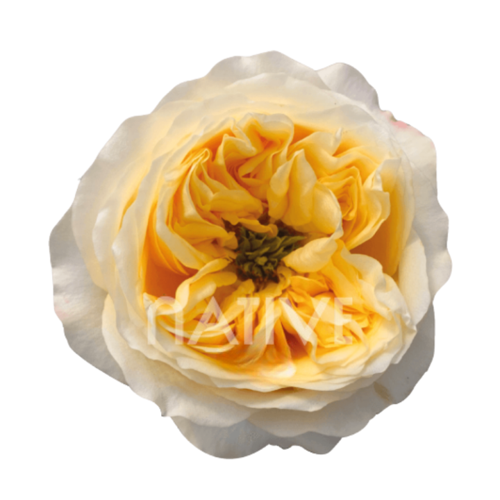 Cream Xpression Roses 40 CM - Native Blooms