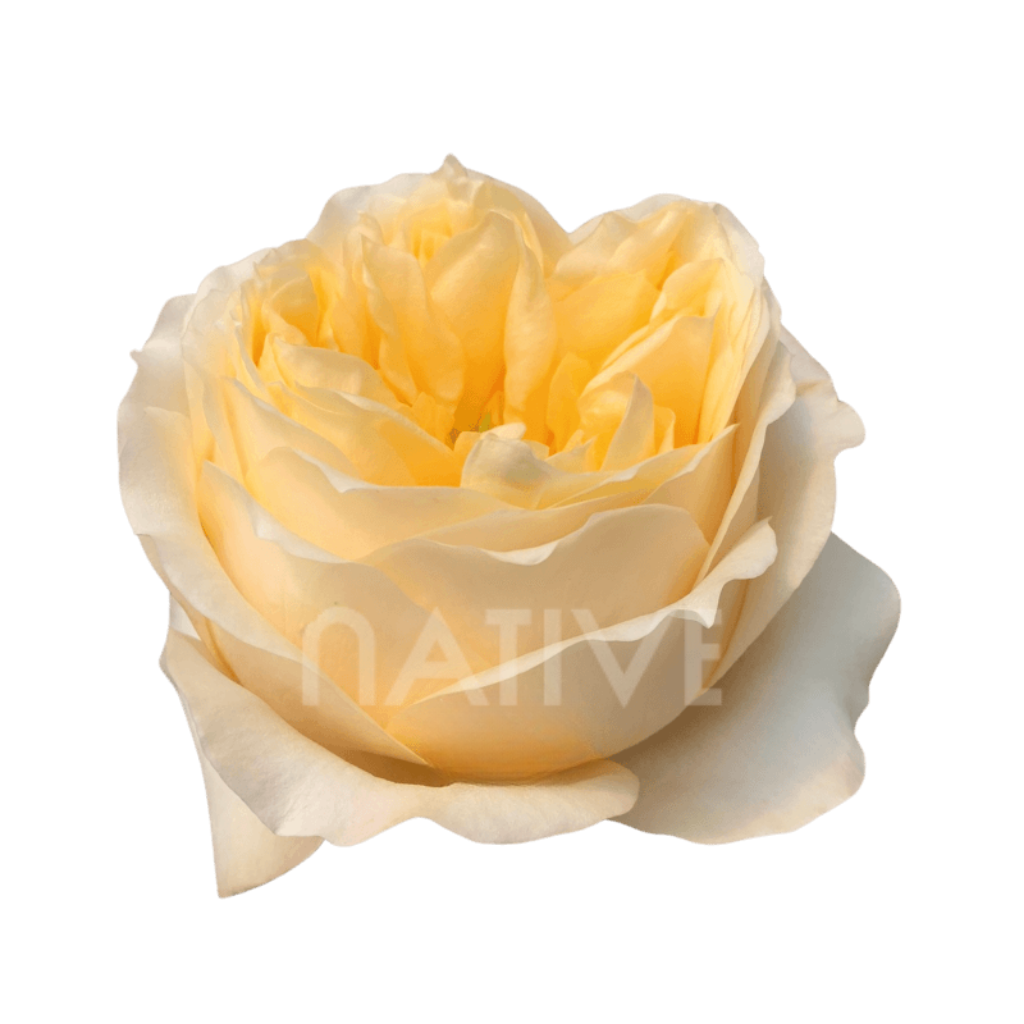 Cream Xpression Roses 80 CM - Native Blooms
