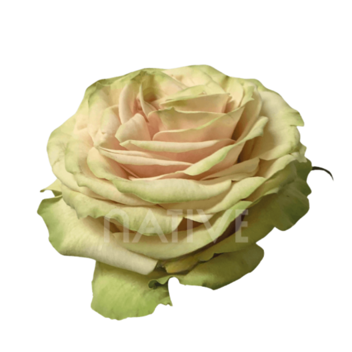 Cute Enigma Roses 50 CM