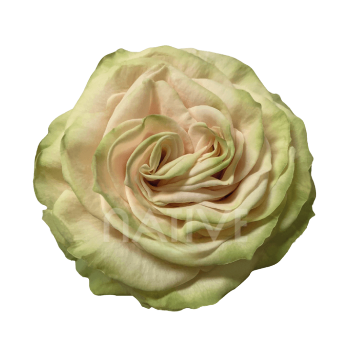 Cute Enigma Roses 50 CM