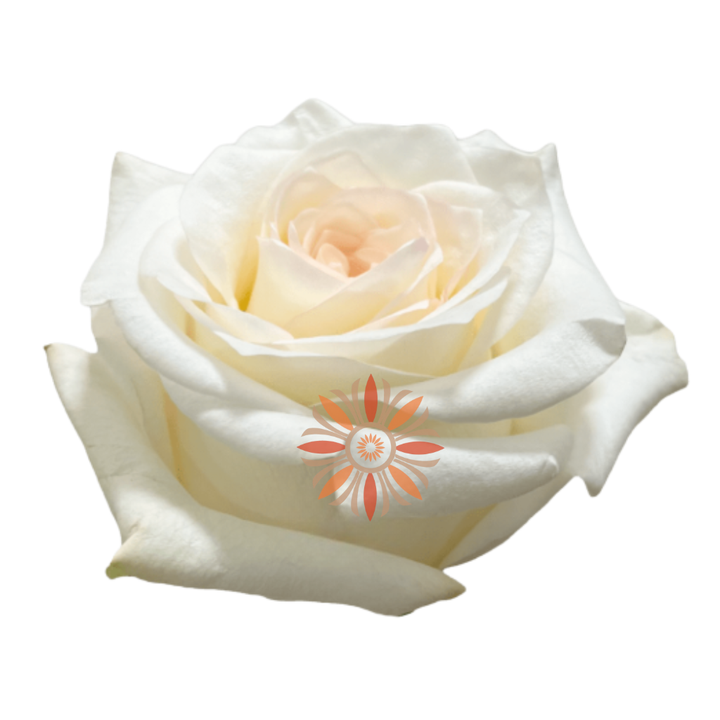 Candlelight Roses 40 CM