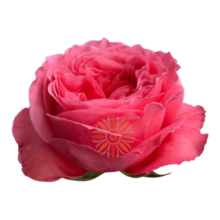 Candy Xpression Roses 50 CM
