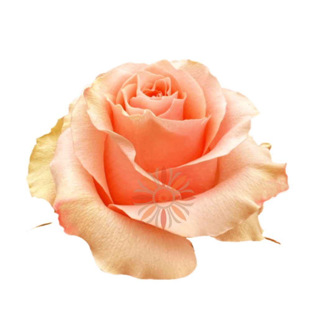 Carpe Diem Roses 80 CM
