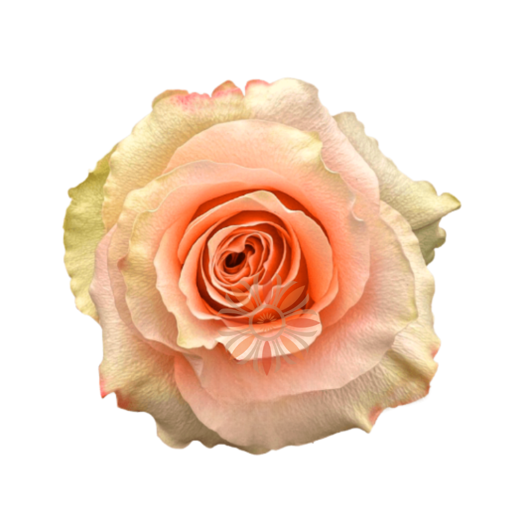 Carpe Diem Roses 80 CM