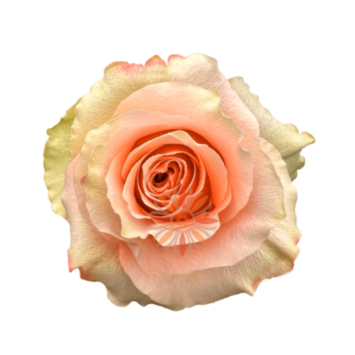 Carpe Diem Roses 80 CM