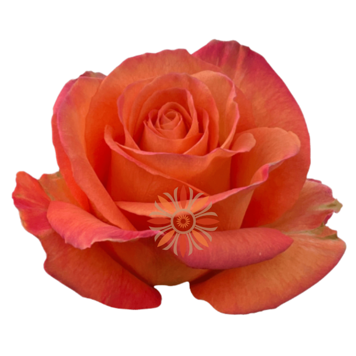 Confidential Roses 40 CM