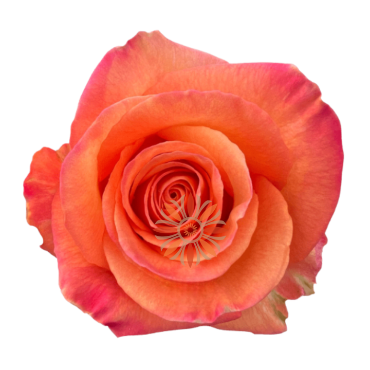 Confidential Roses 40 CM