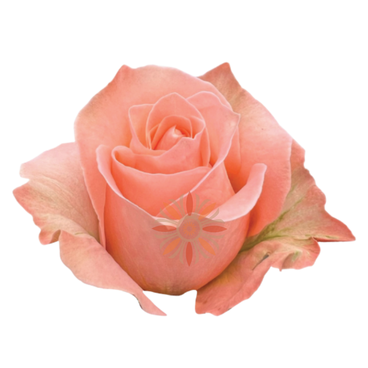 Coral Reef Roses 70 CM