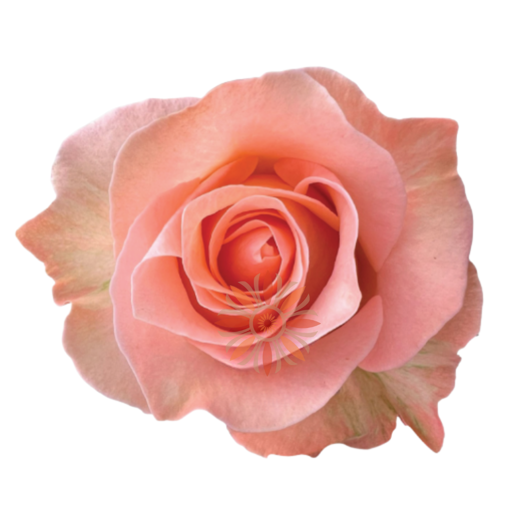 Coral Reef Roses 70 CM