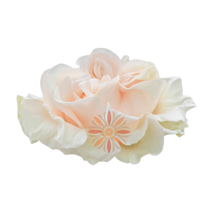 Cotton Xpression Roses 60 CM