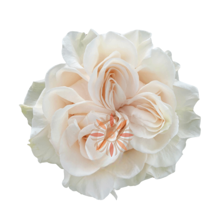 Cotton Xpression Roses 60 CM