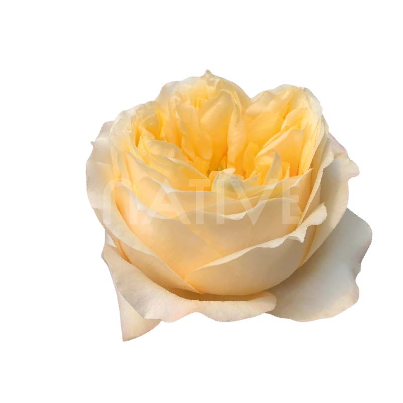Cream Xpression Roses 70 CM