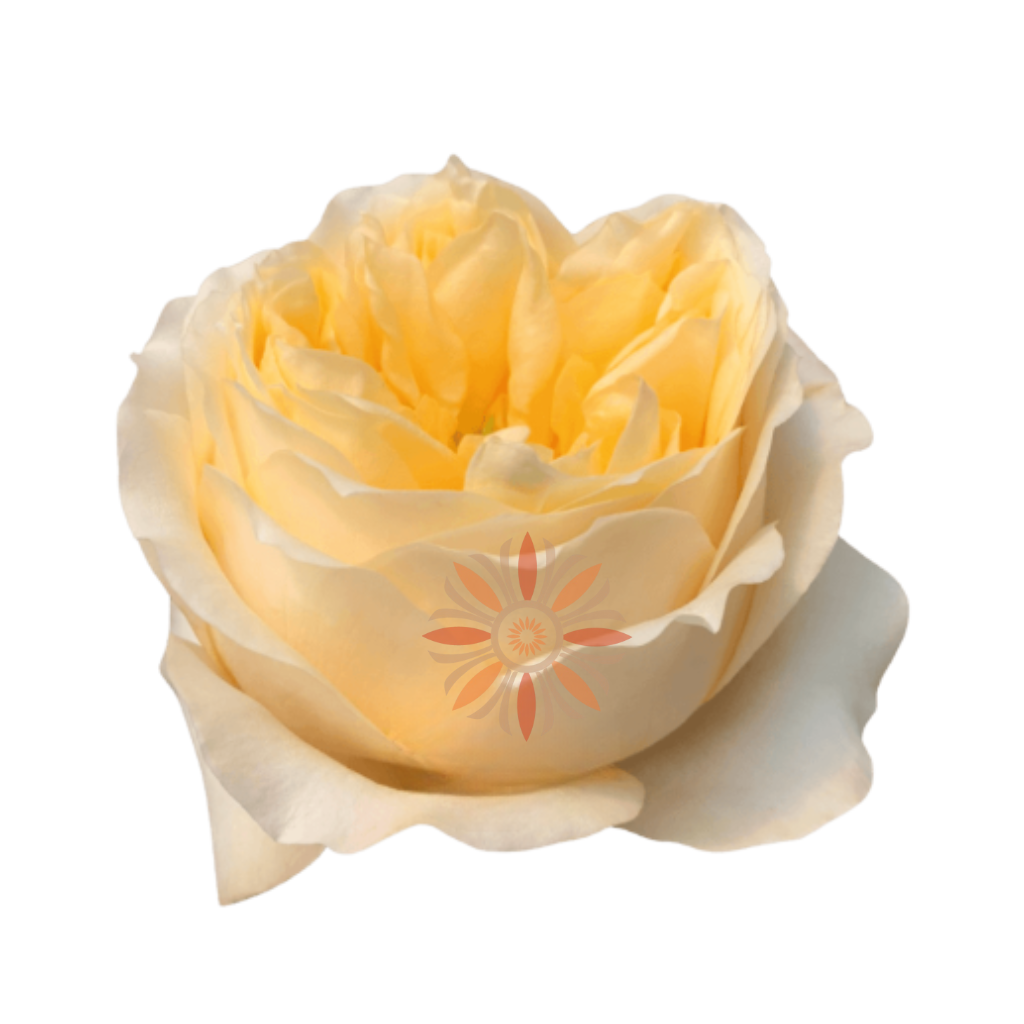 Cream Xpression Roses 70 CM - Native Blooms