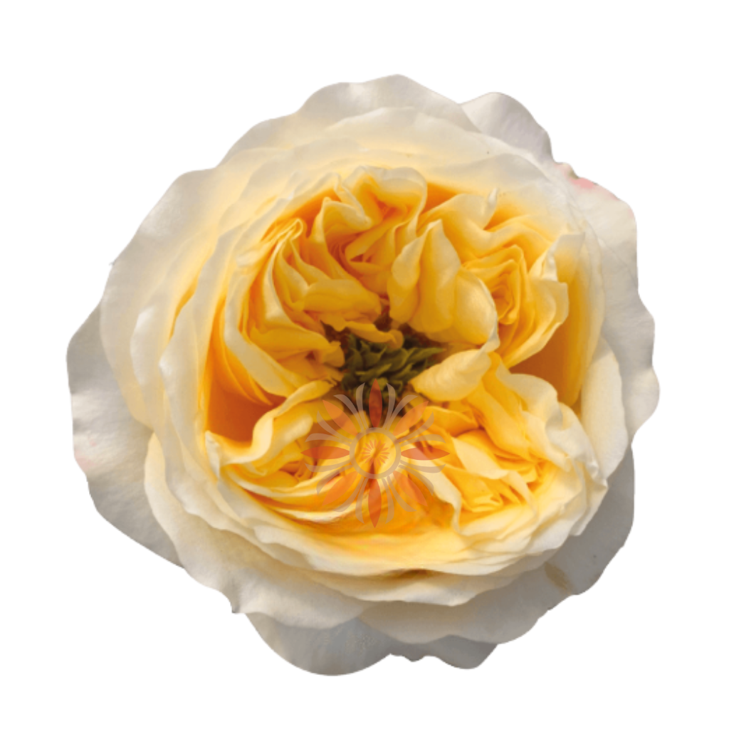 Cream Xpression Roses 80 CM - Native Blooms