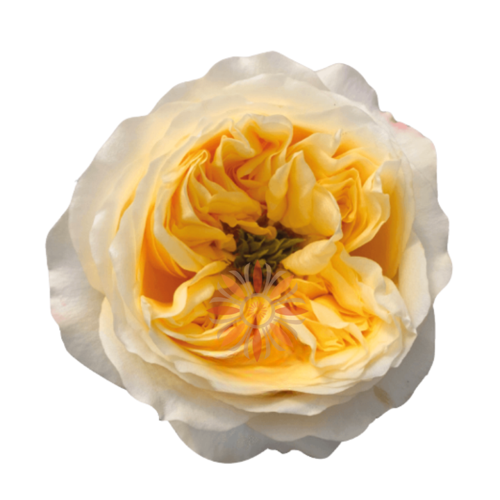 Cream Xpression Roses 80 CM - Native Blooms