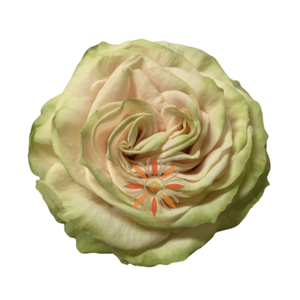 Cute Enigma Roses 50 CM