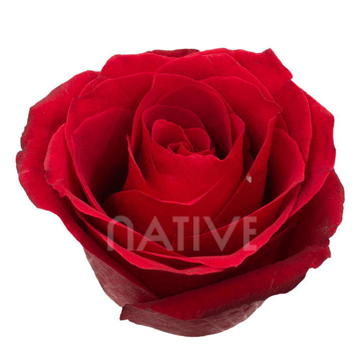 Dallas Roses 80 CM