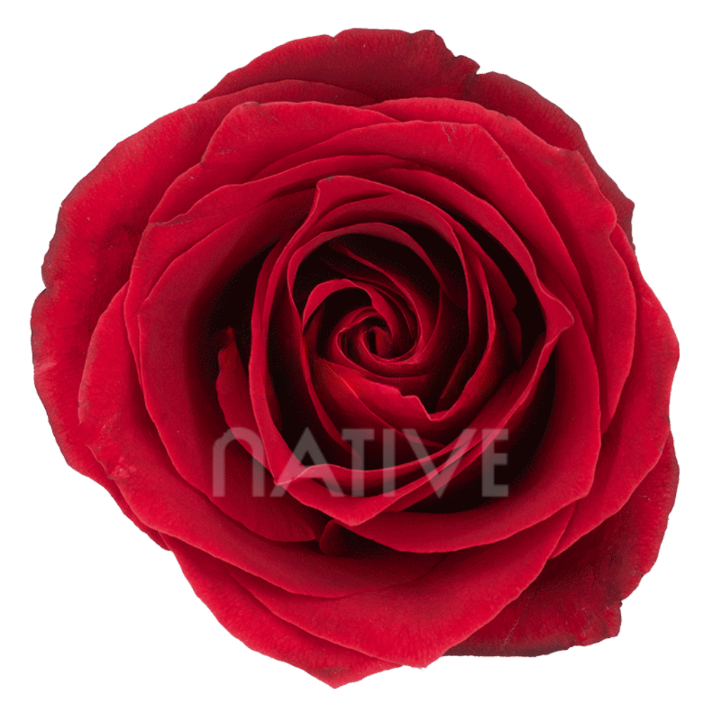 Dallas Roses 80 CM
