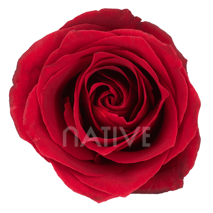 Dallas Roses 80 CM
