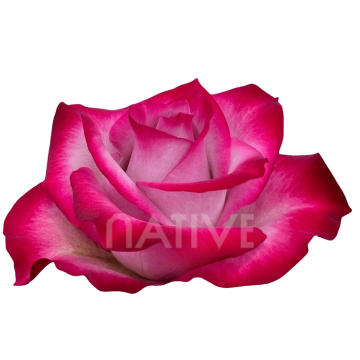 Deep Purple Roses 50 CM