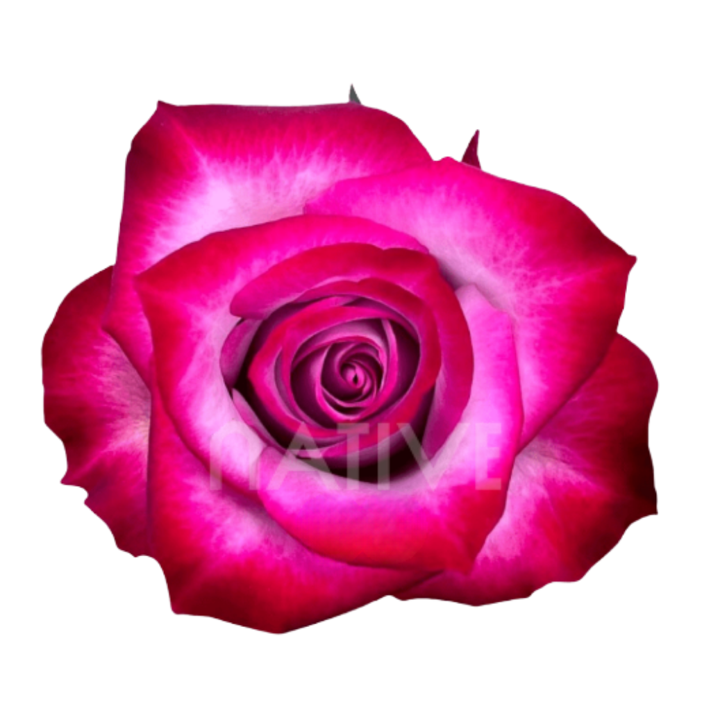 Deep Purple Roses 50 CM