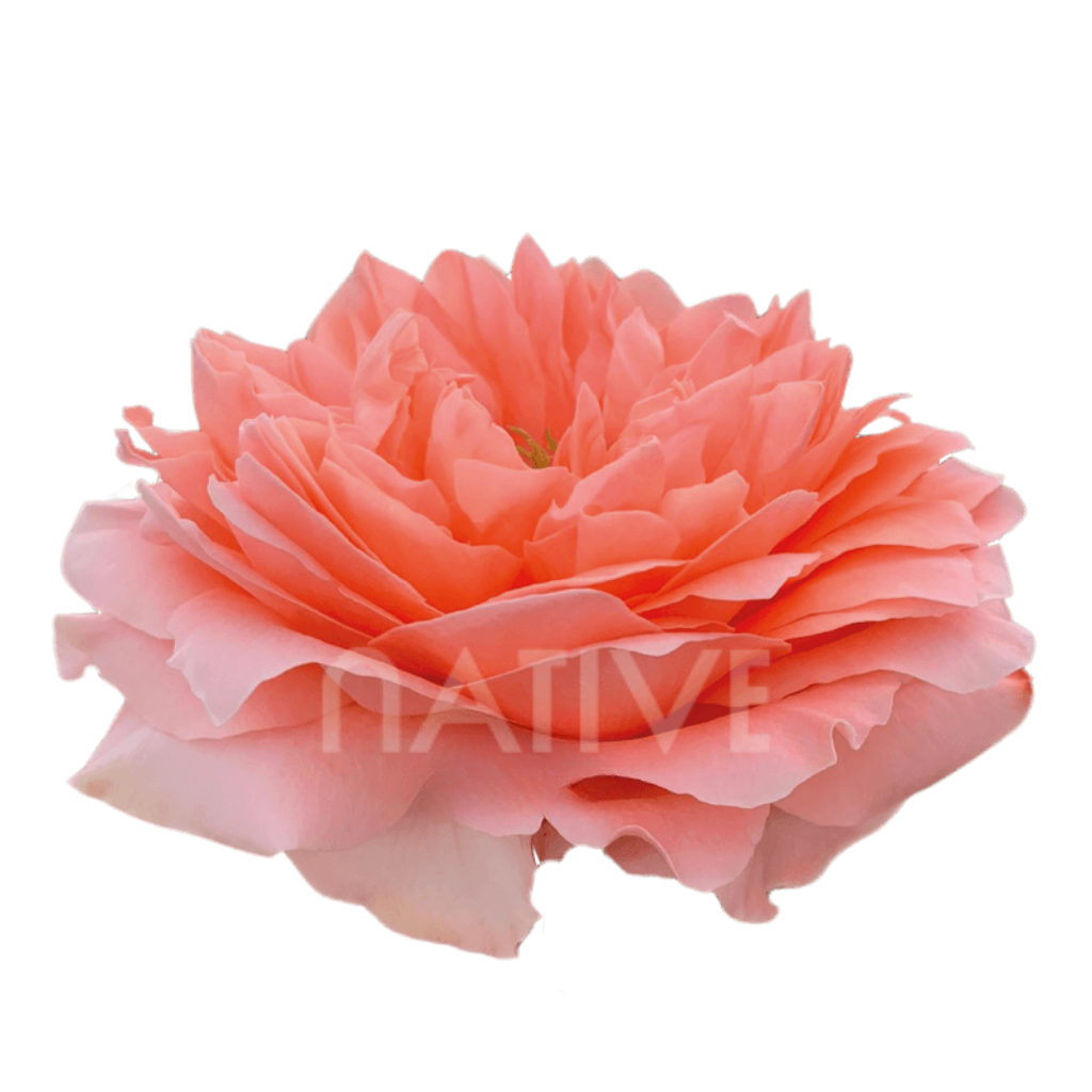 Dragon Fly Roses 80 CM
