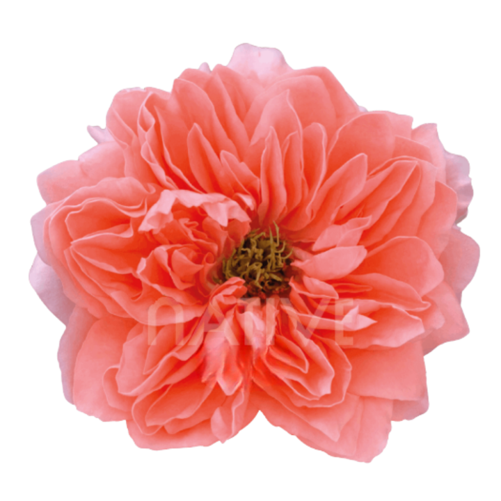 Dragon Fly Roses 80 CM