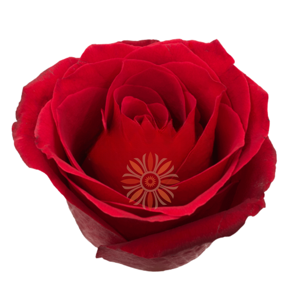 Dallas Roses 80 CM
