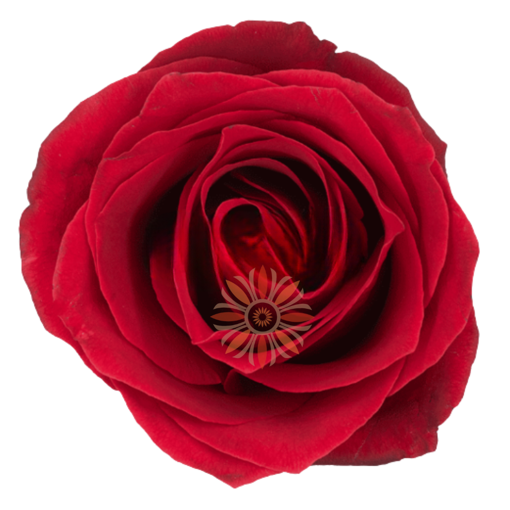 Dallas Roses 80 CM