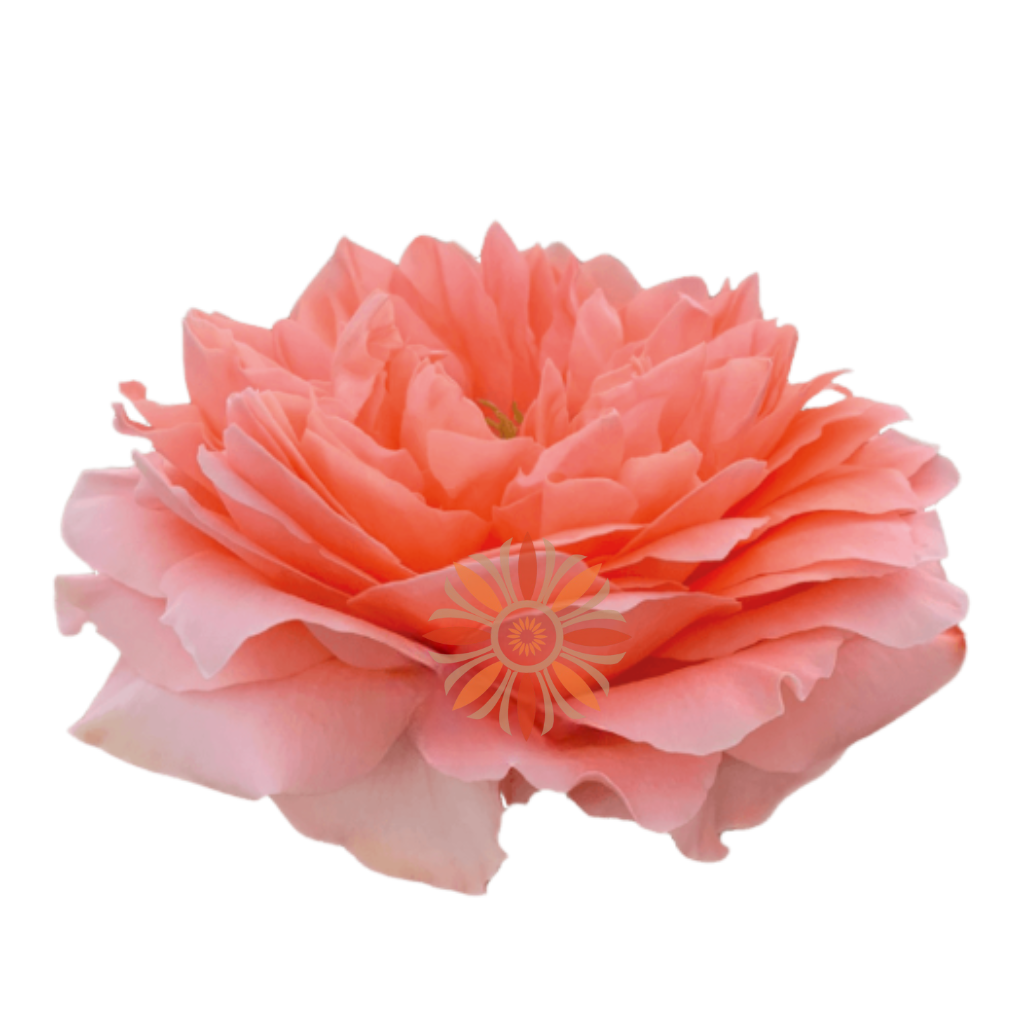 Dragon Fly Roses 80 CM