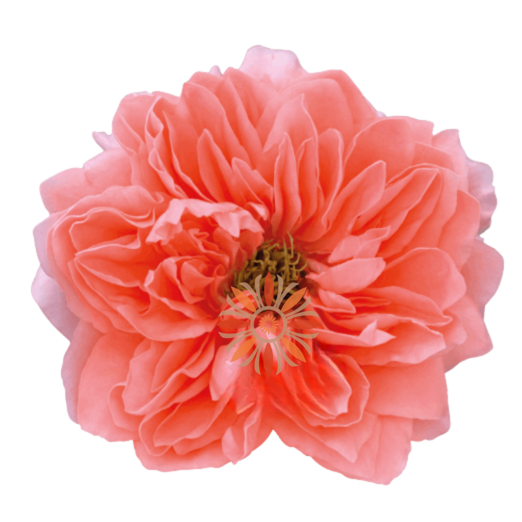 Dragon Fly Roses 80 CM